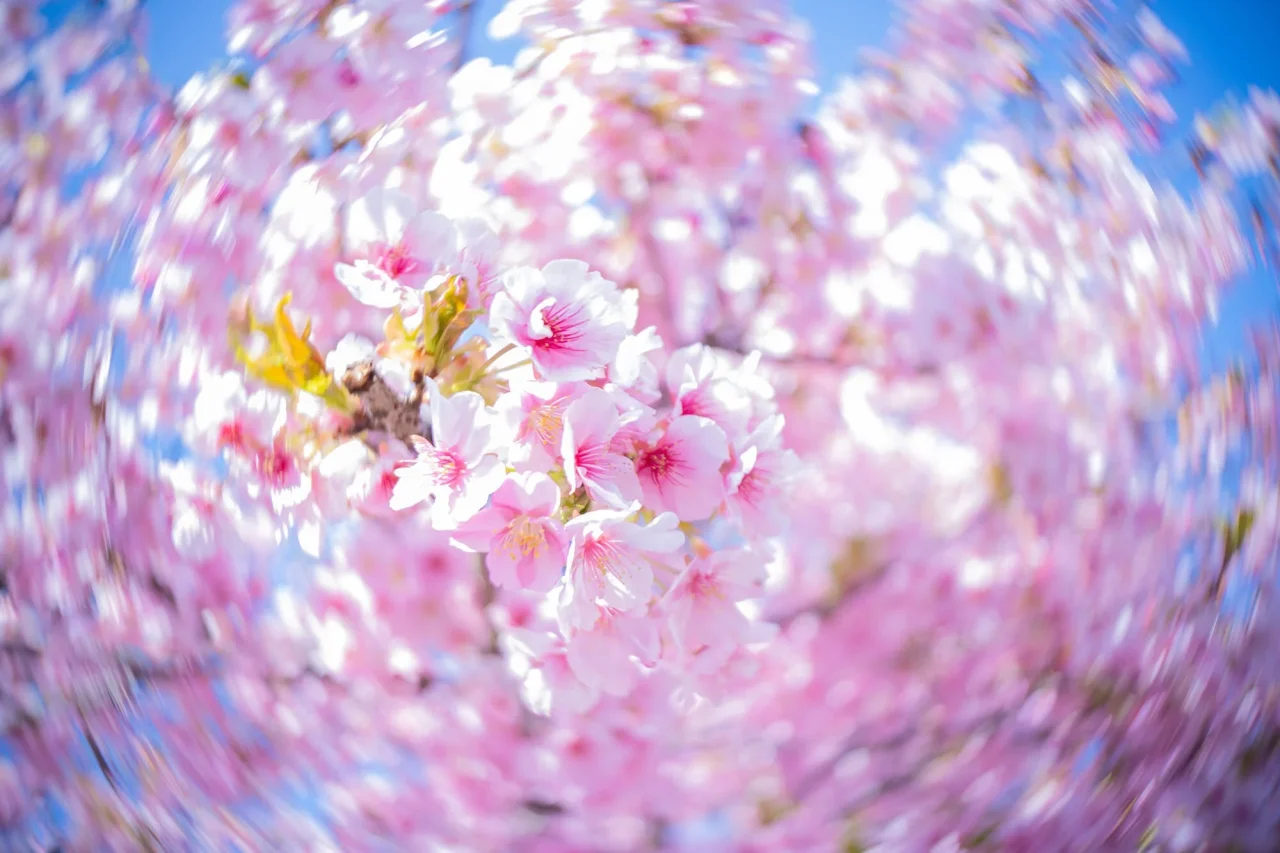 Lensbaby Twist 28で撮影した桜の渦巻きボケ画像
