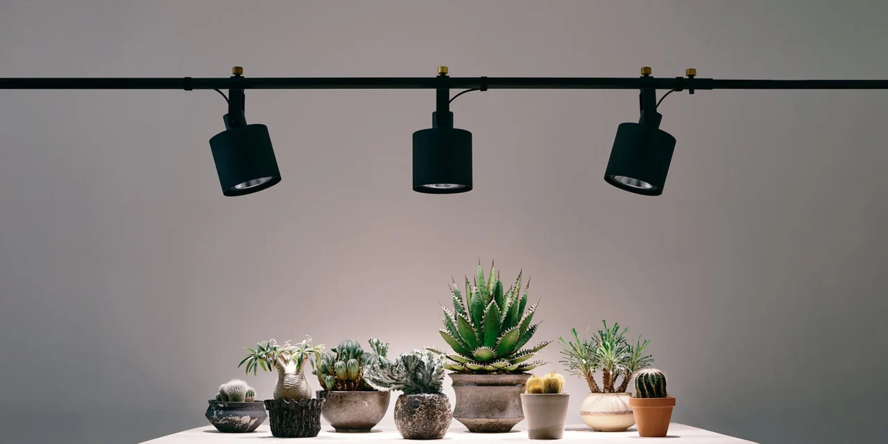 Grow Light シリーズの突っ張り棒にソケットを装着し、多肉植物を照らす様子