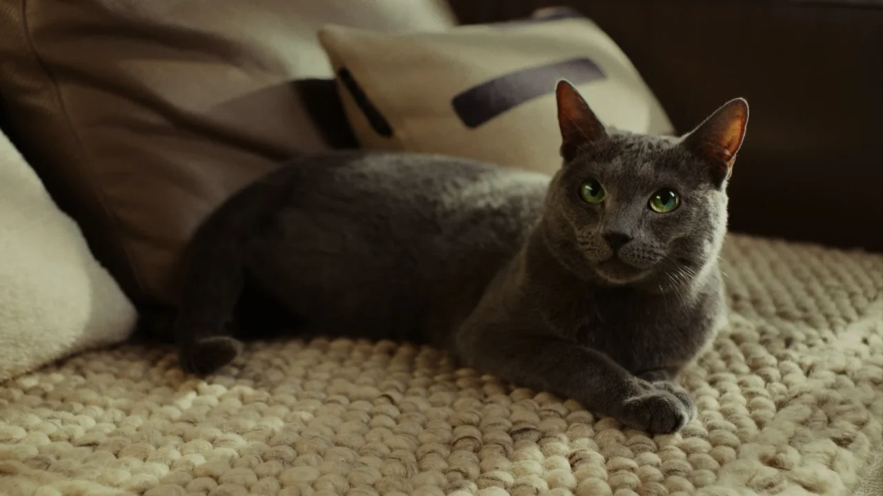 CMストーリーボード#1のグレーの猫