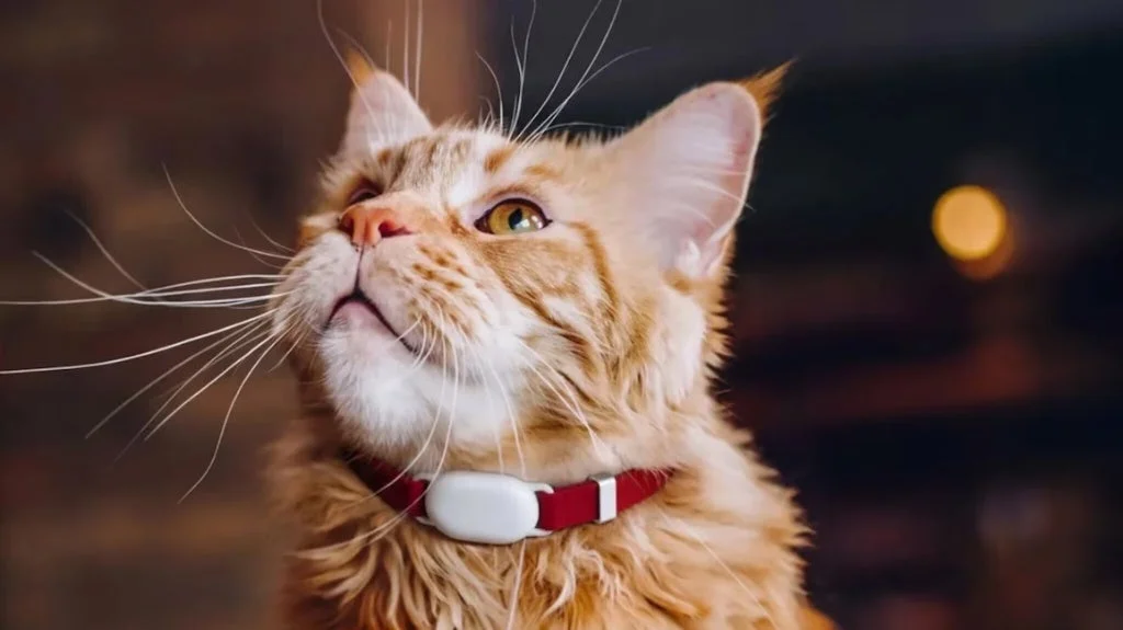 SATELLAI Cat Tagを首輪に装着した猫のアップ画像