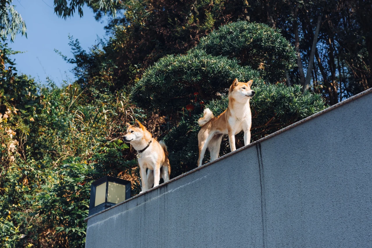 サンプルフォト。緑豊かな背景で、コンクリートの壁の上に2頭の柴犬が立っている。