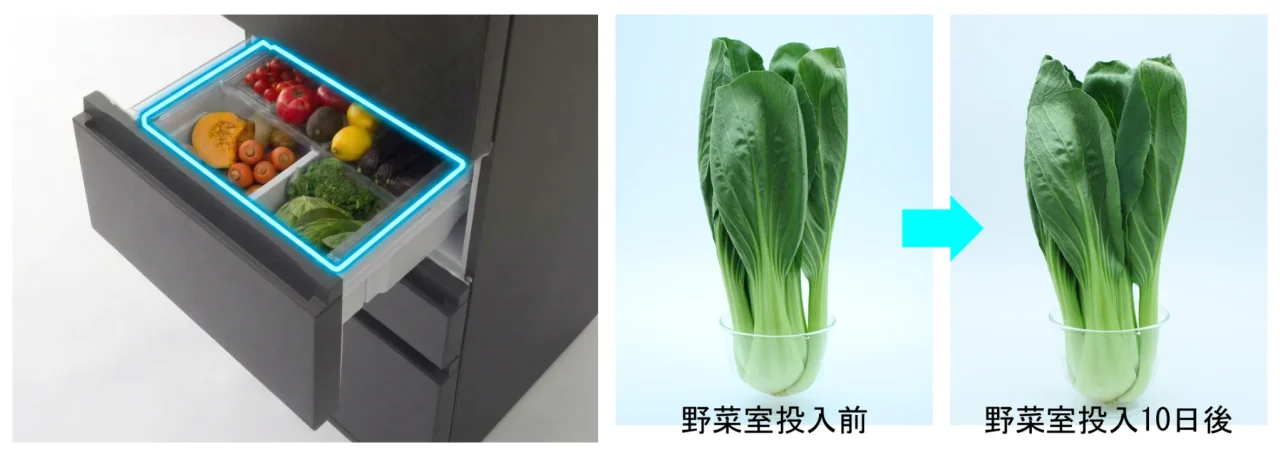 まるごとラップ野菜室の収納と、10日間保存後の葉野菜の鮮度比較