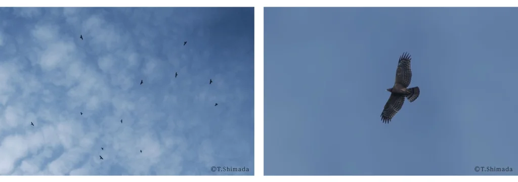 青空を飛ぶ鳥の群れと、翼を広げて飛ぶ猛禽類の2枚の写真