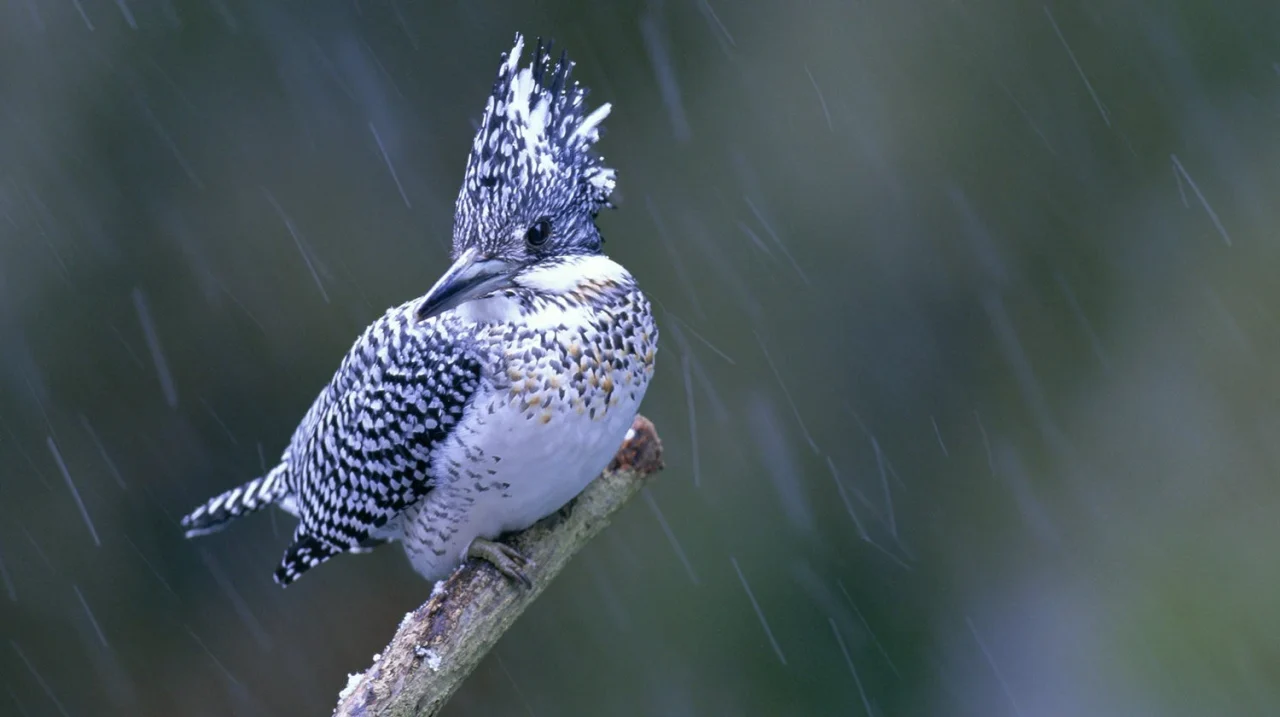 雨の中、枝にとまる冠羽のある白黒模様の野鳥