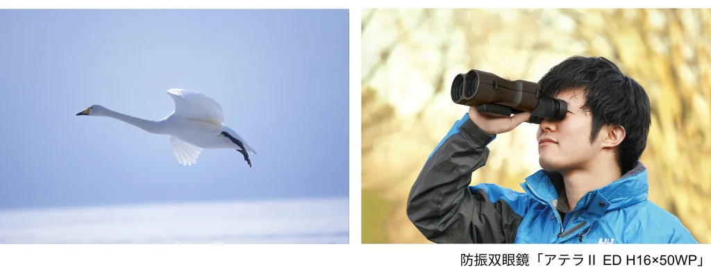 飛ぶ白鳥と、防振双眼鏡「アテラII ED H16×50WP」で観察する男性