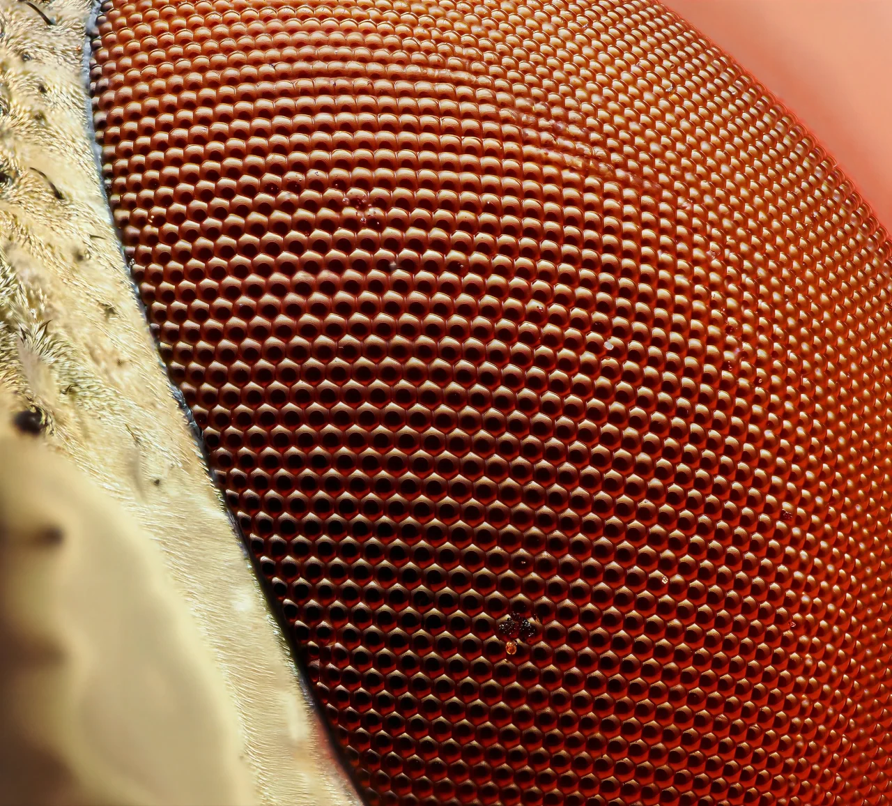 赤褐色の複眼表面を拡大したマクロ作例。小さな六角形の個眼が規則的に並ぶ