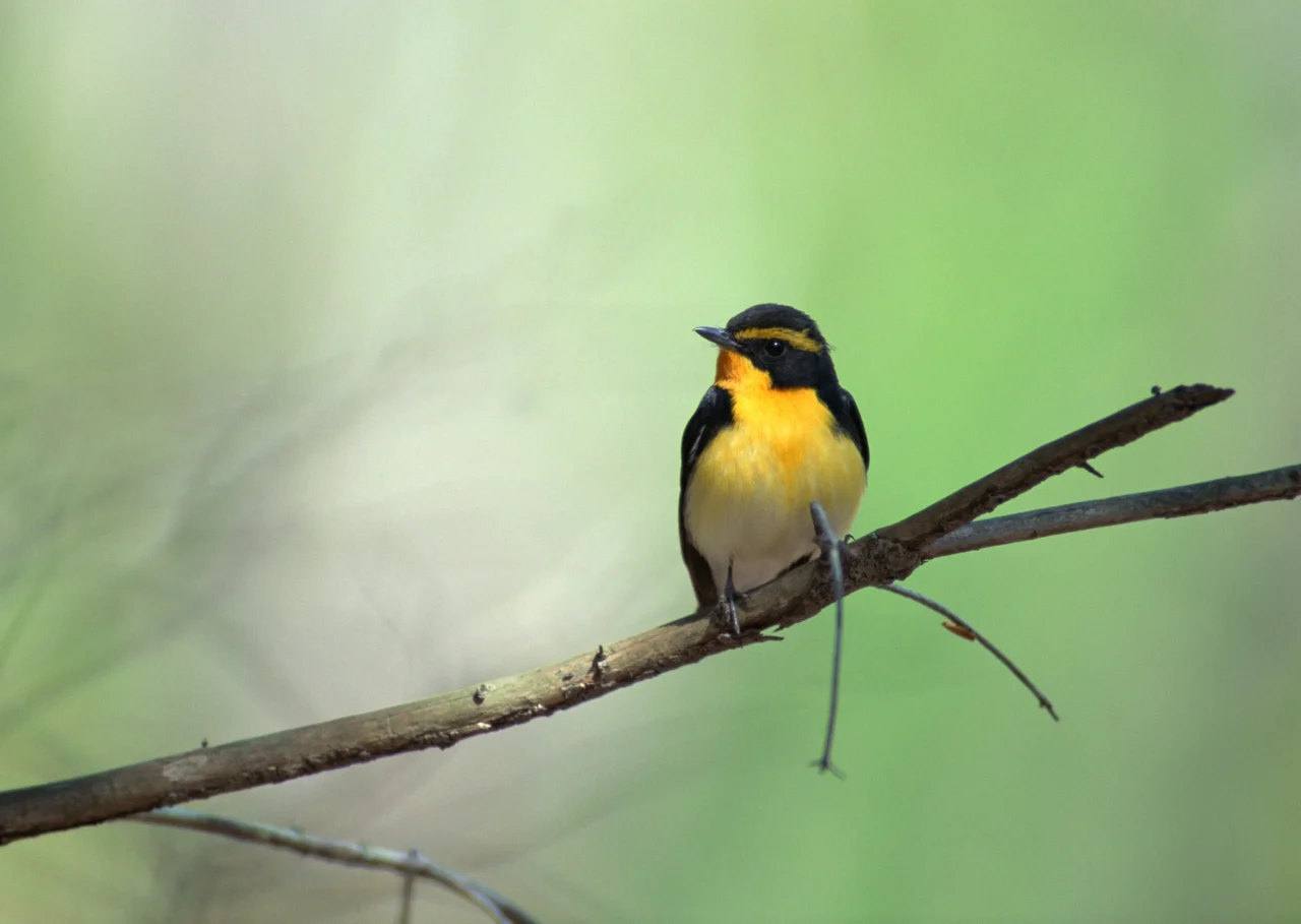 EDレンズの見え味を示す、枝に止まる黄色い胸の野鳥