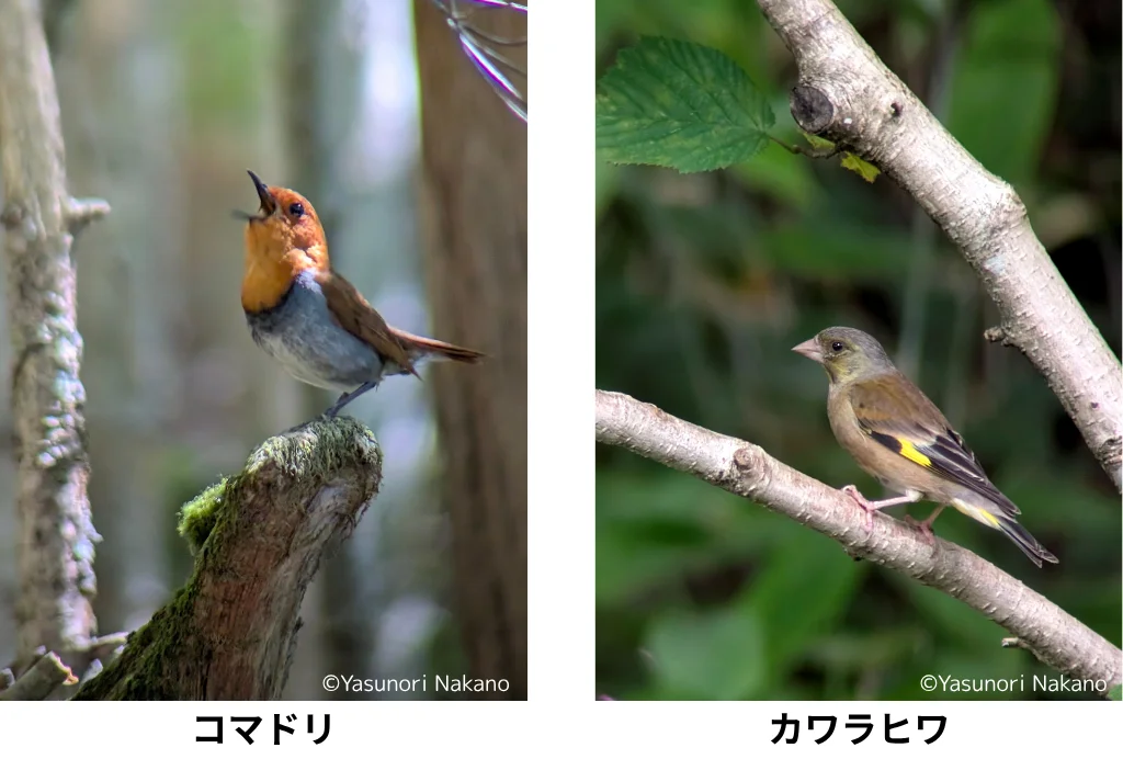ジオマミニ ED50 ZOOMとスマホで撮影したコマドリとカワラヒワの写真