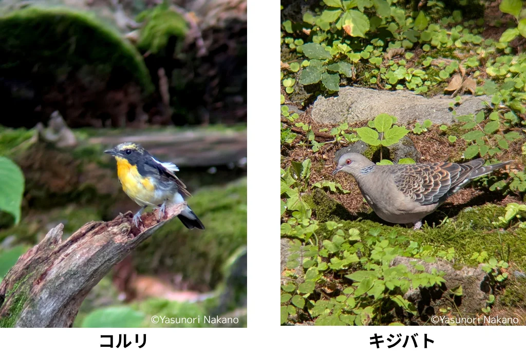 ジオマミニ ED50 ZOOMで撮影したコルリとキジバトの野鳥写真