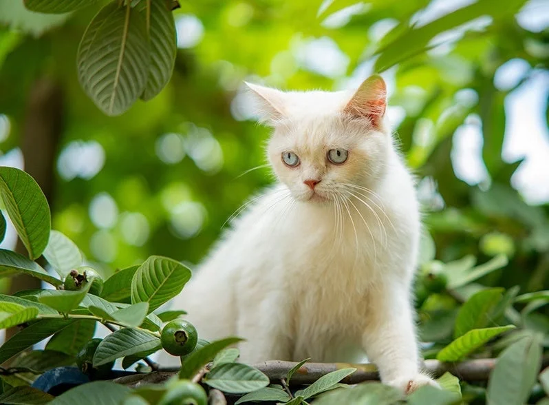 緑の葉に囲まれて枝の上に座る白い猫のサンプルフォト