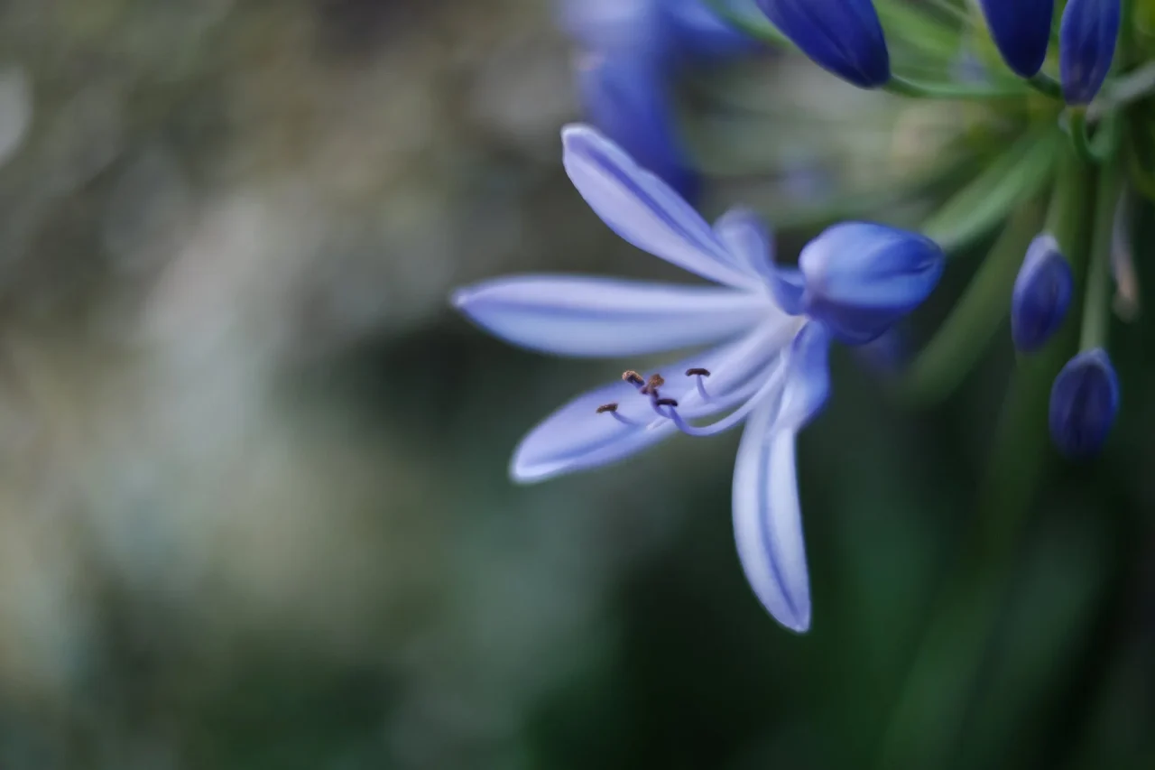 背景が大きくぼけた、青紫色の花のクローズアップ作例