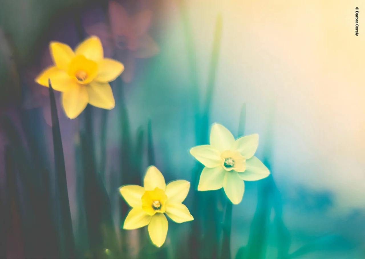 Lensbaby OMNI Color II カラーフィルター使用の作例、黄色い花