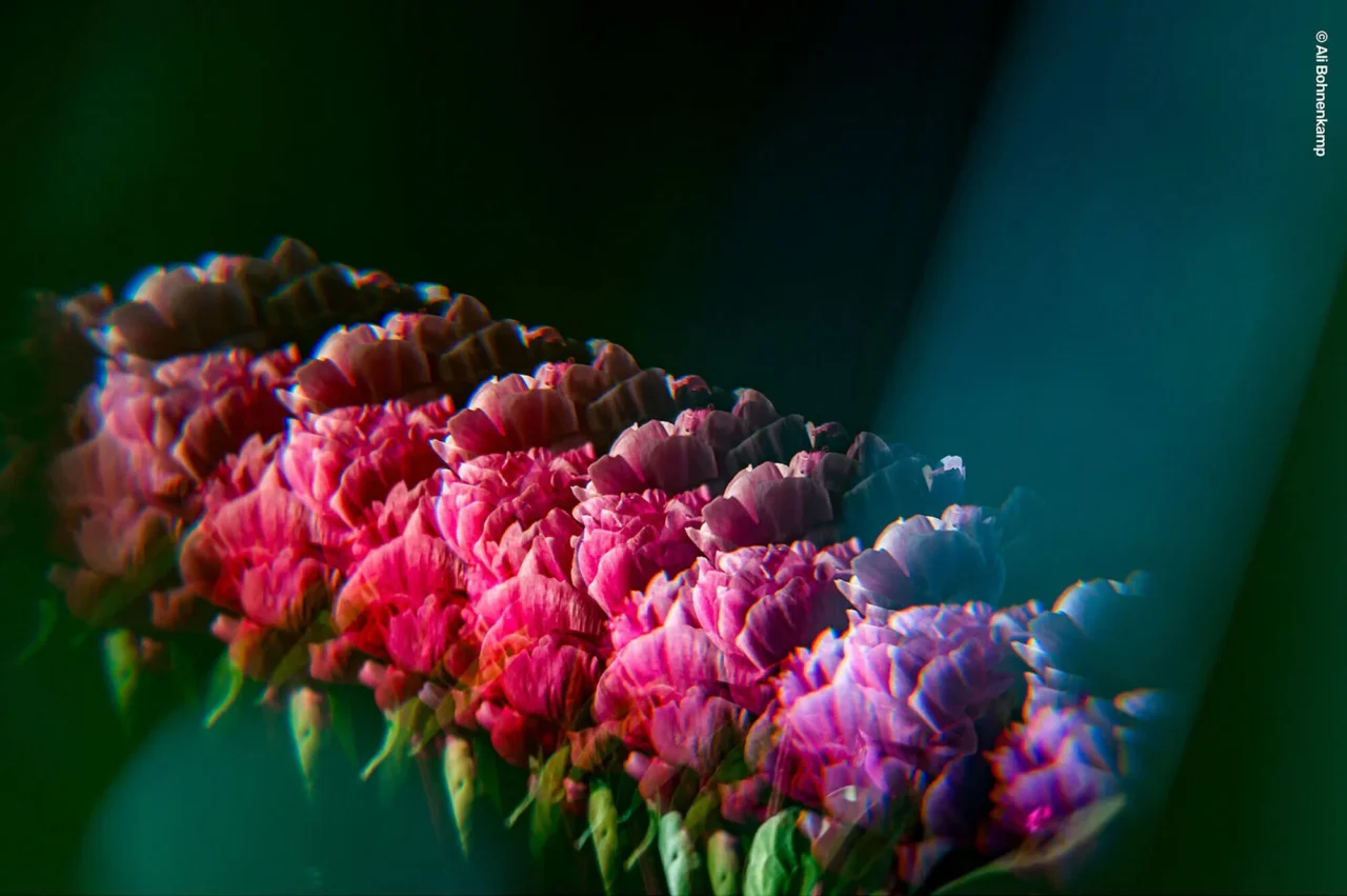 リピーターワンド使用の作例。反復して重なるピンクと紫の花