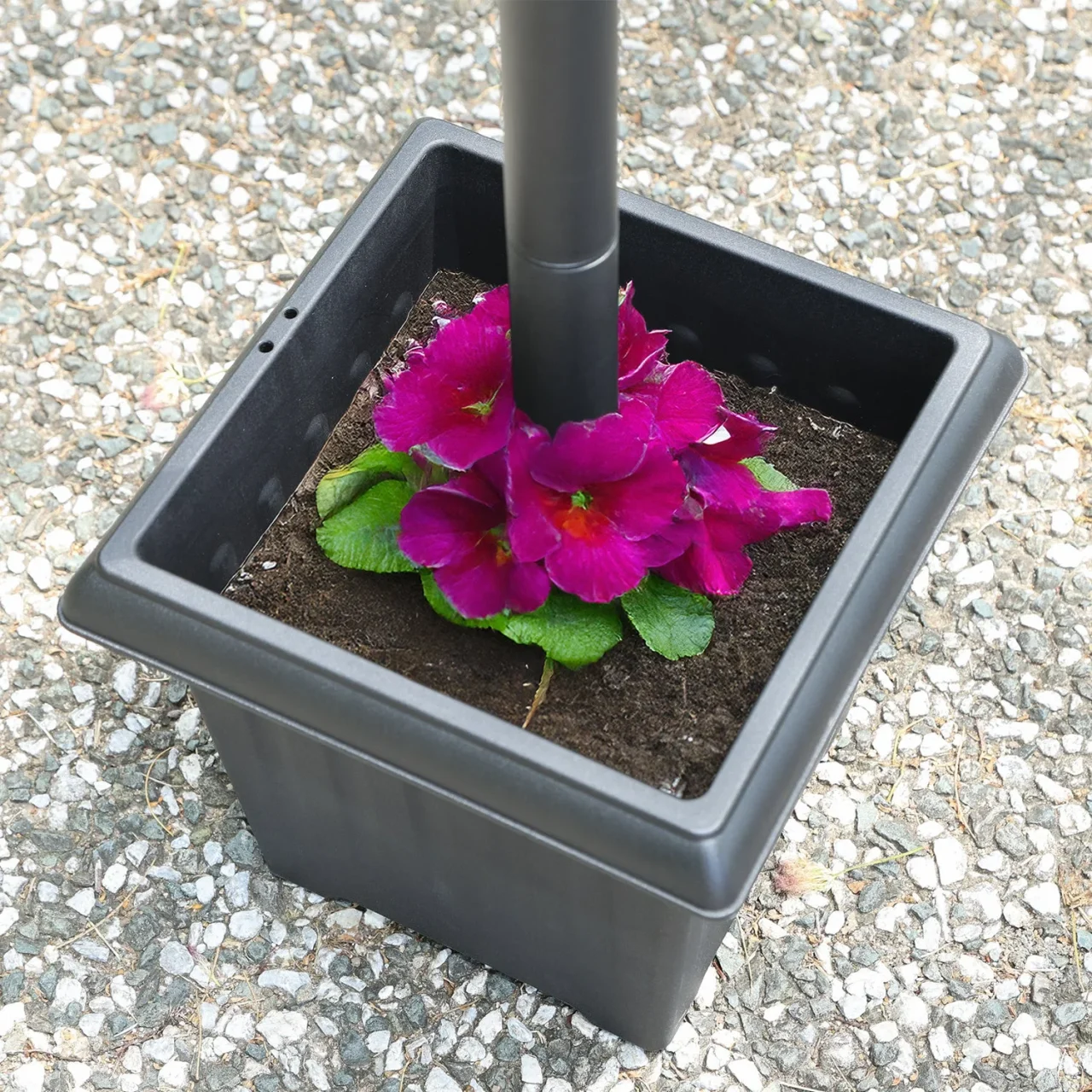 黒いポールが立つ角型プランターに咲く紫ピンクの花