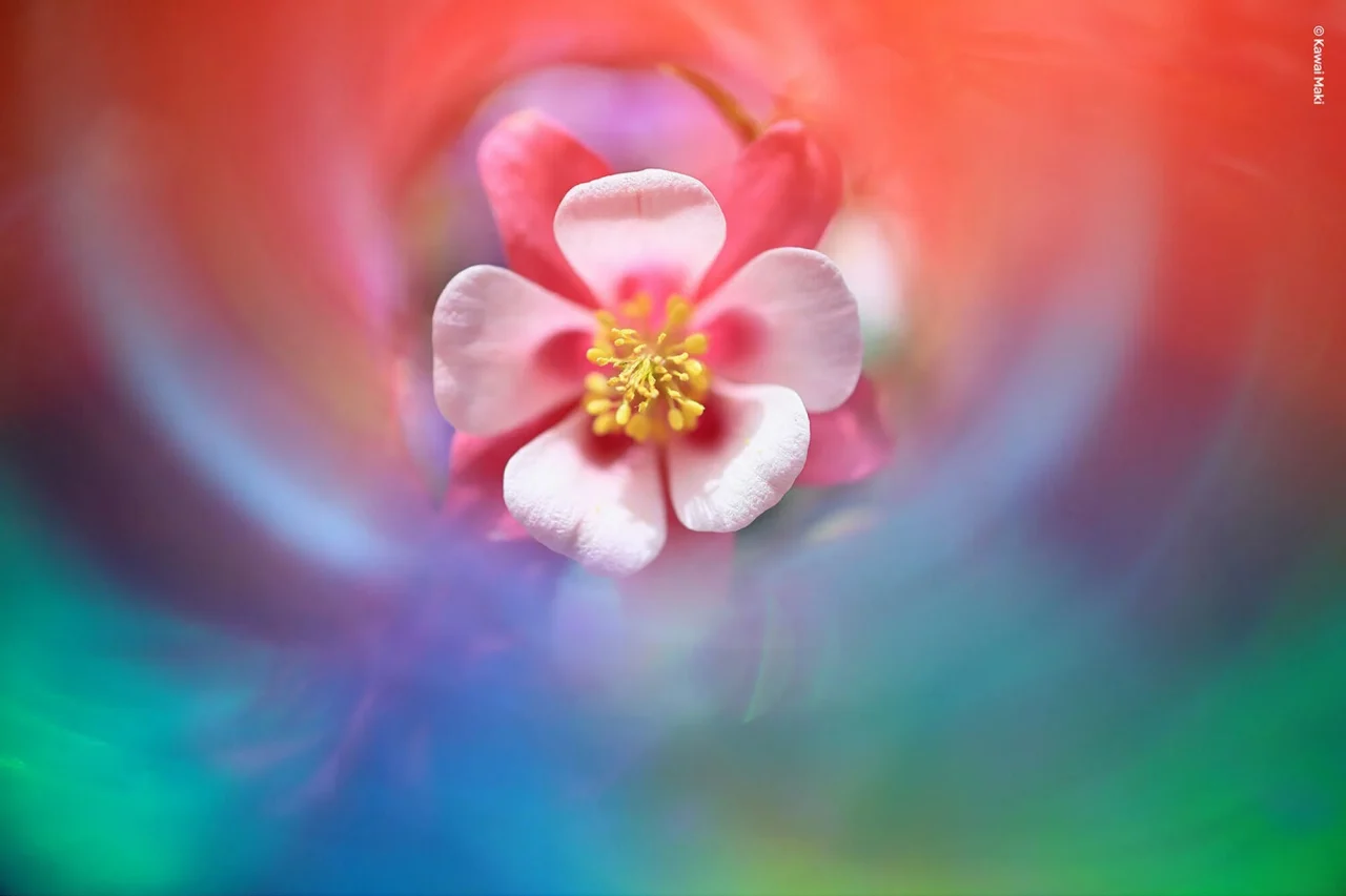Lensbaby OMNI Color IIダイヤモンドフィルム使用で撮影した、渦状の色彩に包まれた花
