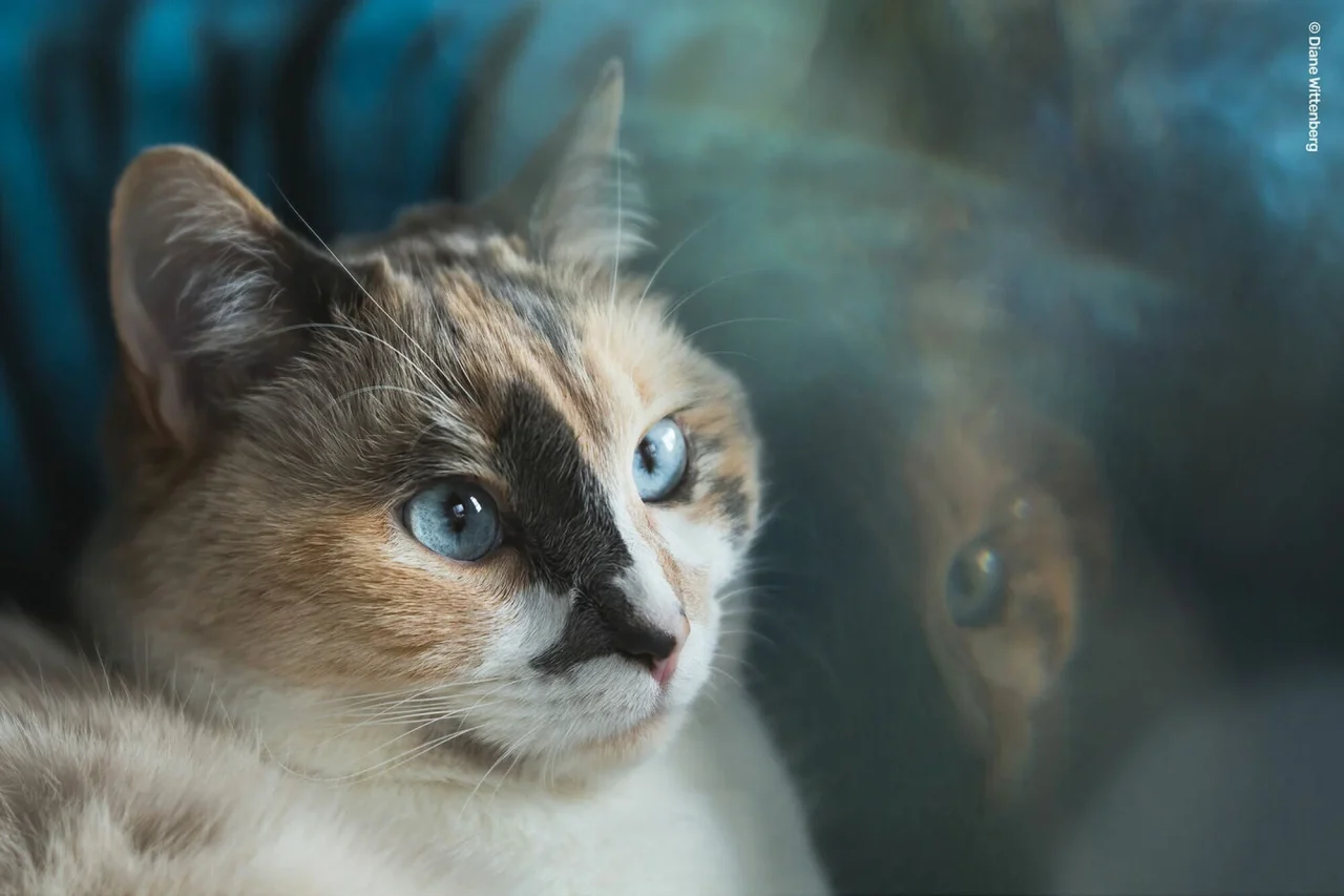 Lensbaby OMNI Crystal II バットワンド使用の作例。窓に映る猫の姿