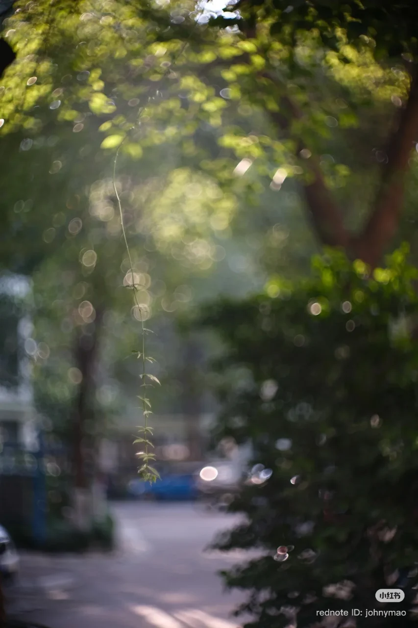 CHIARO 75mm f/1.9で撮影した、木漏れ日と玉ボケが広がる街路樹の風景